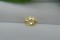 Vivid Yellow Sapphire - 1.20 ct - Oval Cut - IGL Certified - Unheated