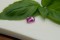 Purplish-Pink Sapphire - 1 ct - Unheated - IGL Certified - Rectangular Cut