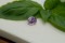 Pastel Violet Sapphire - 1.25 ct - GIA Certified - Handcrafted Oval Cut