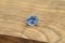 1.65 ct - Neon Pastel Blue Sapphire - Oval Cut - GIA Certified - Unheated