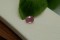 Neon Pink Mahenge Spinel - 0.90 ct - Oval Cut - IGL Certified - Unheated