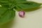 Pastel Orange Pink Sapphire - 1.15 ct - Handcrafted Round Cut - Unheated